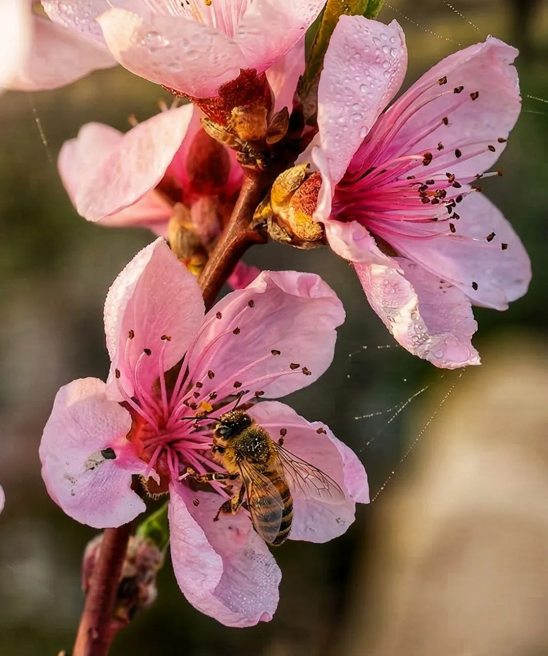 Honigbiene auf rosa Blüte im Morgentau