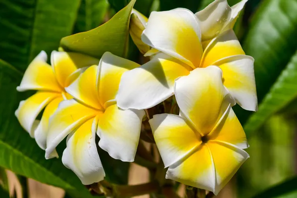 Plumeria Blüten | Hawaii