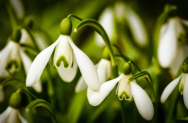 Schneeglöckchen
