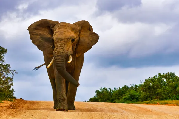 Elefant auf Safari | Südafrika