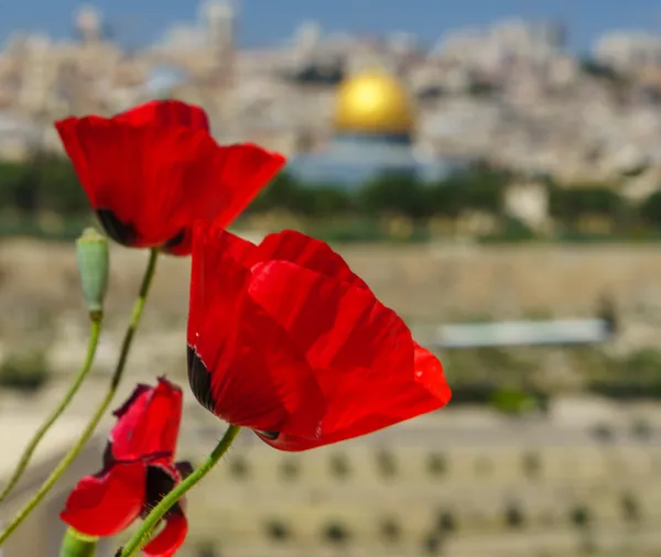 Poppies with View | Jerusalem