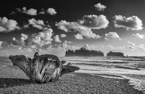 Coastal Driftwood | Rialto Beach, Washington
