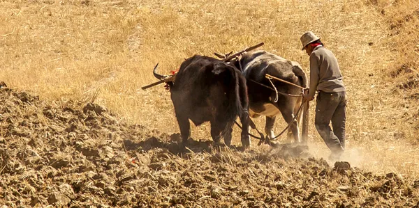 Landwirtschaft mit Yaks | Tibet