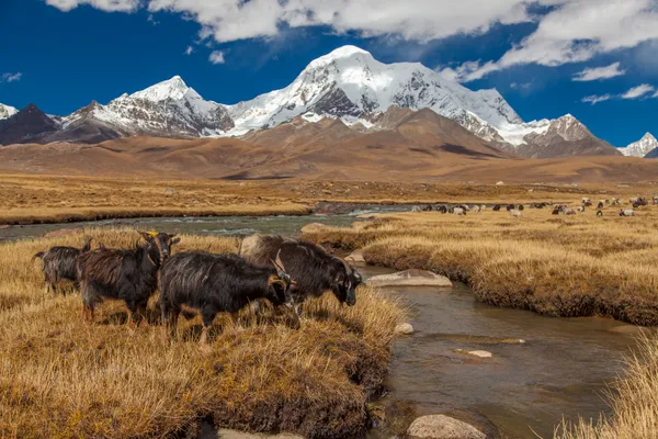 Weide mit Ziegen | Tibet