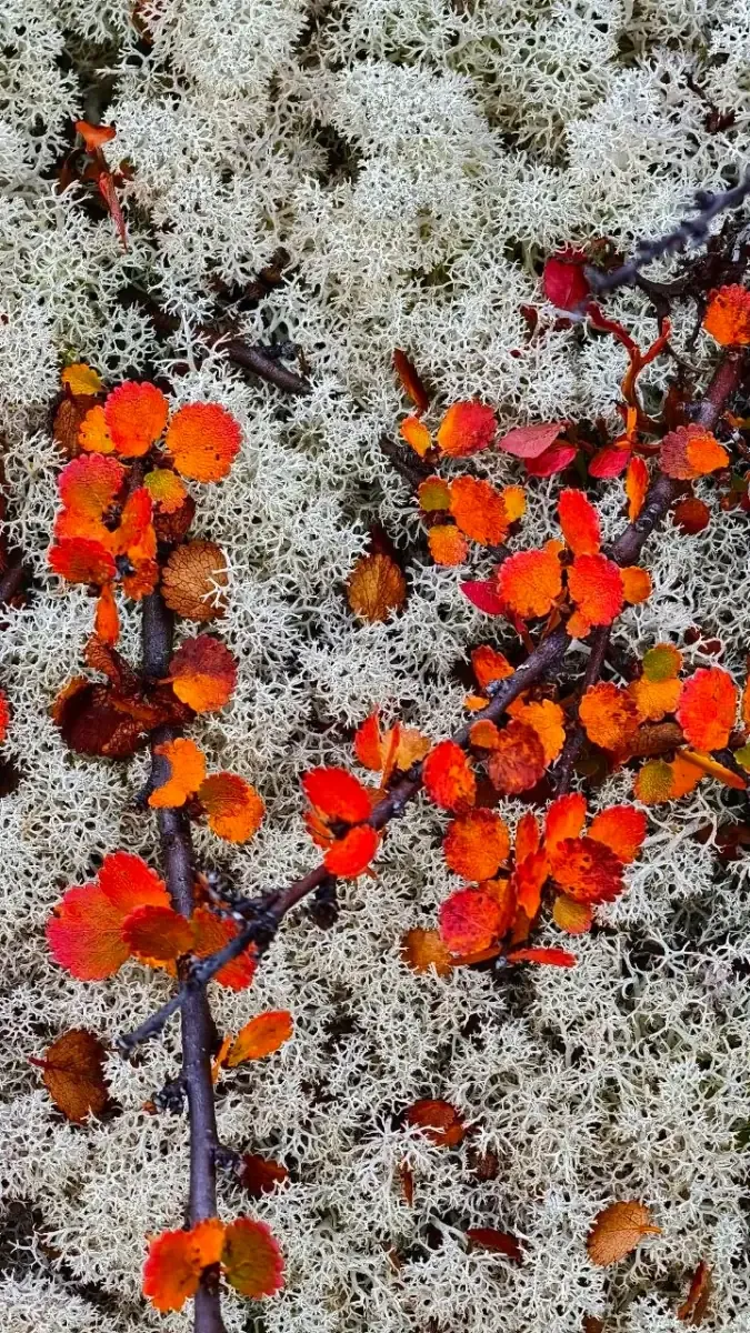 Flechten und Herbstlaub