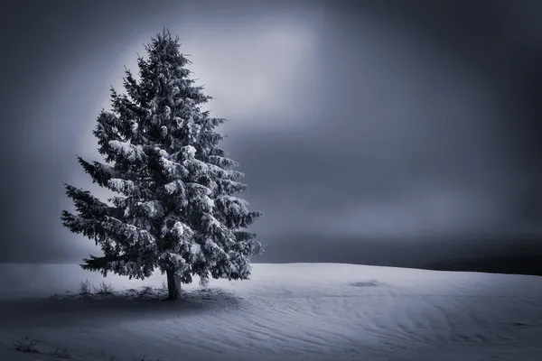 Winter im Schwarzwald