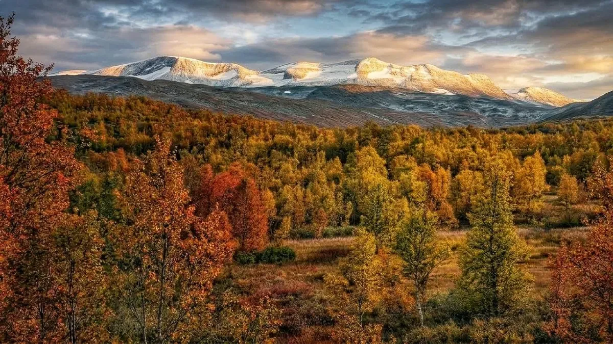 Herbstwald am Gamle Strynefjellsvegen