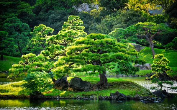 Gartenlandschaft mit Kiefer