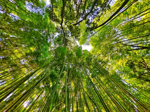 Blick in den Bambuswald