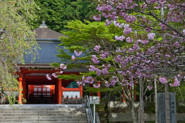 Kirschblüten am Tempel