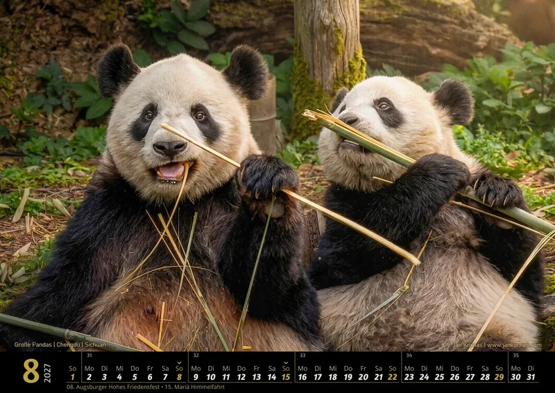 Kalenderblatt August 2027: Große Pandas, Chengdu, Sichuan