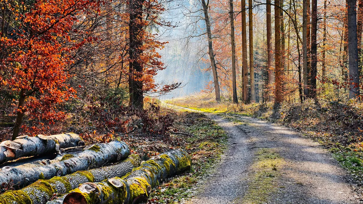 Waldweg im Pflaumheimer Wald