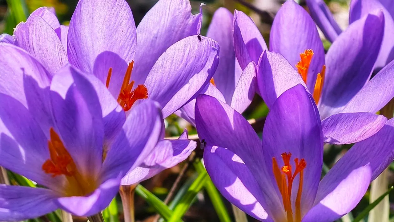 Krokusse im Garten