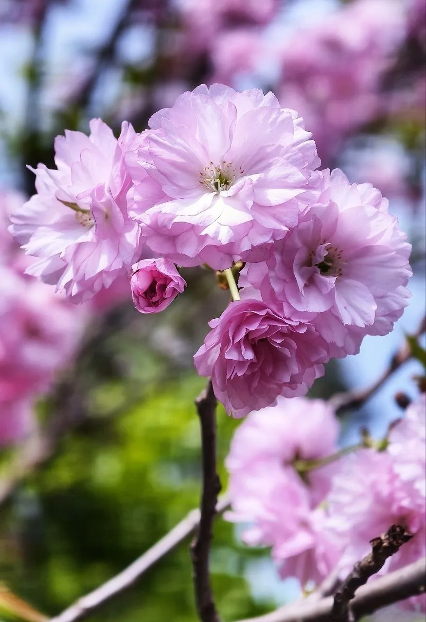 Rosa Kirschblüten in Nahaufnahme
