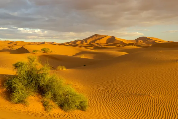 Sahara-Dünen im Abendlicht
