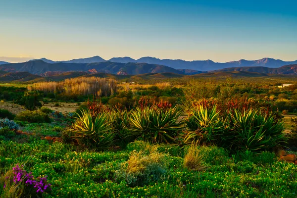 Landschaft mit Aloen und Bergen