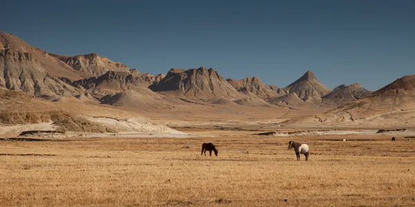 Weide mit Pferden | Tibet