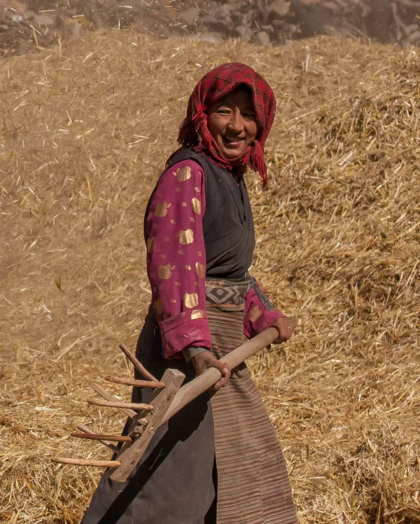Tibeterin bei der Ernte | Tibet