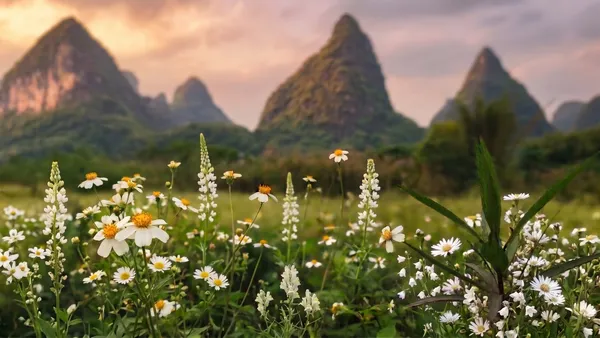 Wildblumen vor der Bergkulisse, Yangshuo