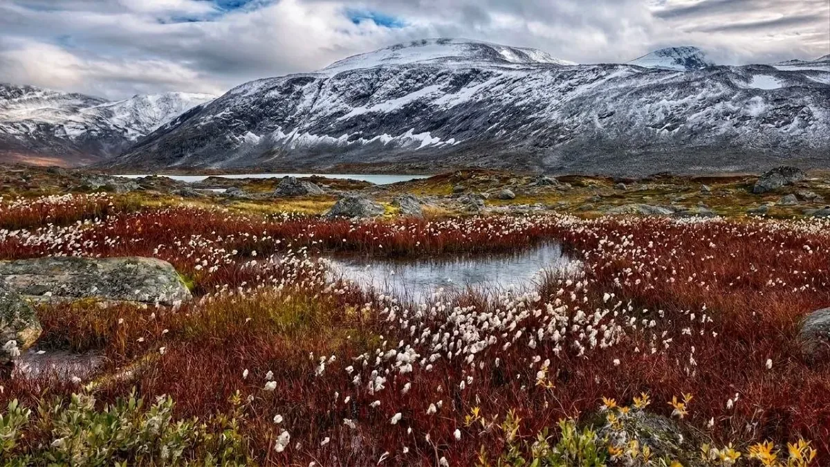 Wollgras am Gamle Strynefjellsvegen