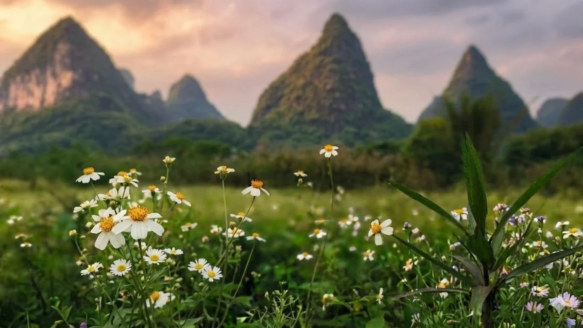 Blumenwiese vor Bergen