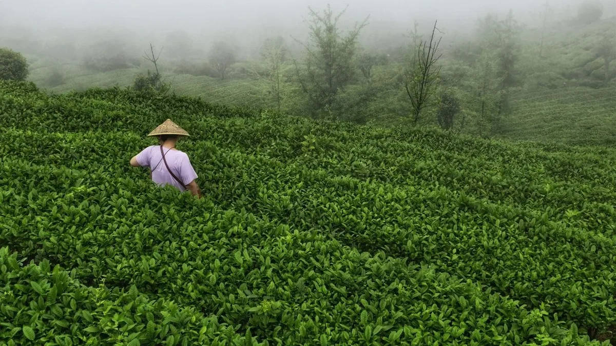 Teeplantage in den Bergen